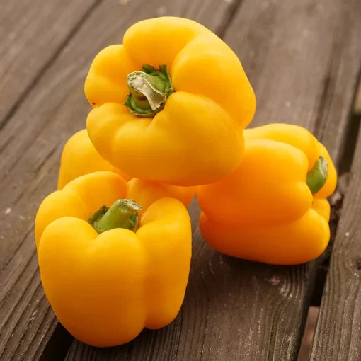 Yellow Bell Pepper Seeds High Germination Garden Seeds heirloom non-gmo seeds