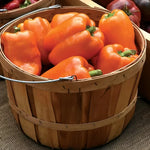 Orange Marmalade Bell Pepper Seeds Sweet Thick-Walled Orange Peppers High Germination Garden Seeds heirloom non-gmo seeds