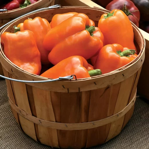 Orange Marmalade Bell Pepper Seeds Sweet Thick-Walled Orange Peppers High Germination Garden Seeds heirloom non-gmo seeds