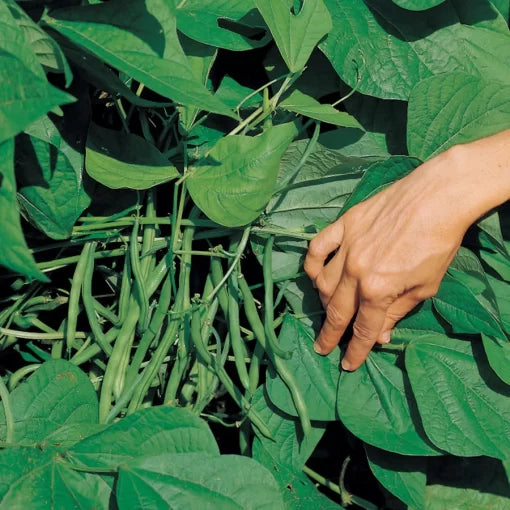 Jade Bean Seeds High Germination Garden Seeds heirloom non-gmo seeds
