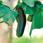 Paraiso Cucumber Seeds High Germination Garden Seeds heirloom non-gmo seeds