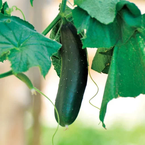 Paraiso Cucumber Seeds High Germination Garden Seeds heirloom non-gmo seeds