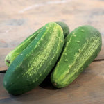 Excelsior F1 Cucumber Seeds Crisp Early Green Cucumbers High Germination Garden Seeds heirloom non-gmo seeds