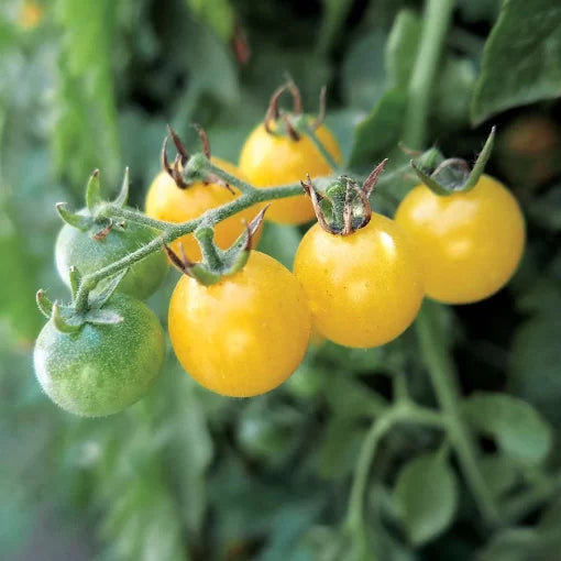 Fire Fly Tomato Seeds High Germination Garden Seeds heirloom non-gmo seeds