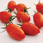 Red Torch Tomato Seeds High Germination Garden Seeds heirloom non-gmo seeds