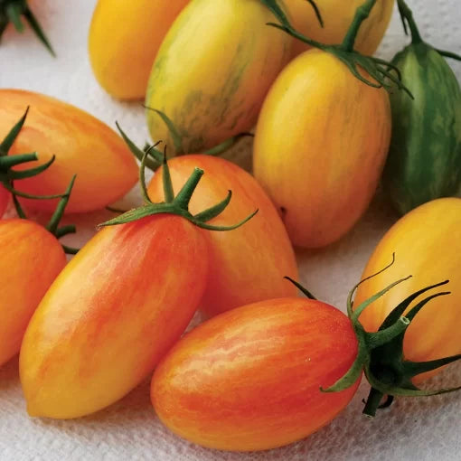 Artisan Blush Hybrid Cherry Tomato Seeds Yellow-Pink Marbled Cherry Tomatoes High Germination Garden Seeds heirloom non-gmo seeds