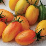 Artisan Blush Hybrid Cherry Tomato Seeds Yellow-Pink Marbled Cherry Tomatoes High Germination Garden Seeds heirloom non-gmo seeds