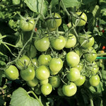 Sungreen Cherry Tomato Seeds High Germination Garden Seeds heirloom non-gmo seeds