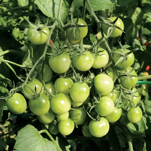 Sungreen Cherry Tomato Seeds High Germination Garden Seeds heirloom non-gmo seeds