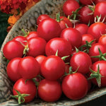 Sakura Tomato Seeds High Germination Garden Seeds heirloom non-gmo seeds
