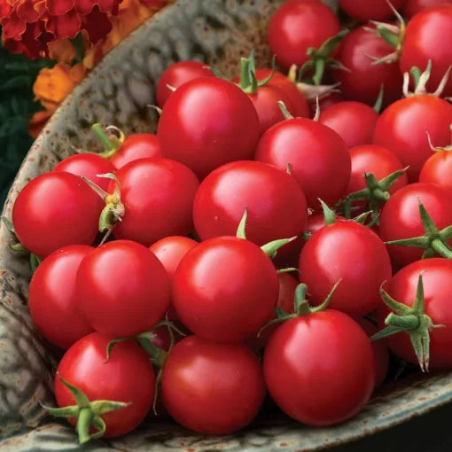 Sakura Tomato Seeds High Germination Garden Seeds heirloom non-gmo seeds
