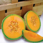 Sugar Cube Melon Cantaloupe Seeds High Germination Garden Seeds heirloom non-gmo seeds