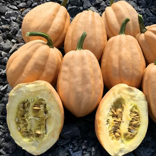 Baked Potato Winter Squash Seeds High Germination Garden Seeds heirloom non-gmo seeds