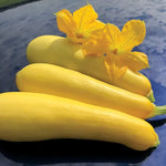 Smooth Criminal Squash Seeds Pale Smooth Buttery-Flesh Squash High Germination Garden Seeds heirloom non-gmo seeds