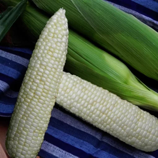 Illusion White Sweet Corn Seeds High Germination Garden Seeds heirloom non-gmo seeds