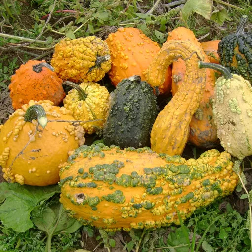 Lunch Lady Blend Gourd Seeds Large Mixed Ornamental Gourds High Germination Garden Seeds heirloom non-gmo seeds