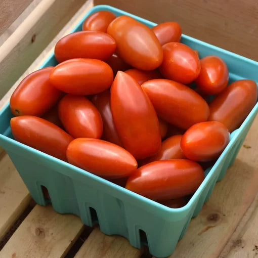Tomato Marzito Seeds High Germination Garden Seeds heirloom non-gmo seeds