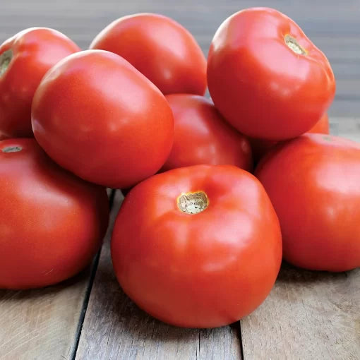 Jamestown Tomato Seeds Red Slicing Tomato Variety High Germination Garden Seeds heirloom non-gmo seeds