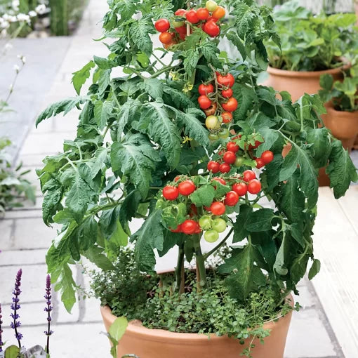 Patio Red Cherry Tomato Seeds High Germination Garden Seeds heirloom non-gmo seeds