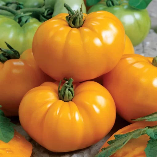 Chef s Choice Yellow Tomato Seeds Bright Golden Award-Winning Slicer Tomatoes High Germination Garden Seeds heirloom non-gmo seeds