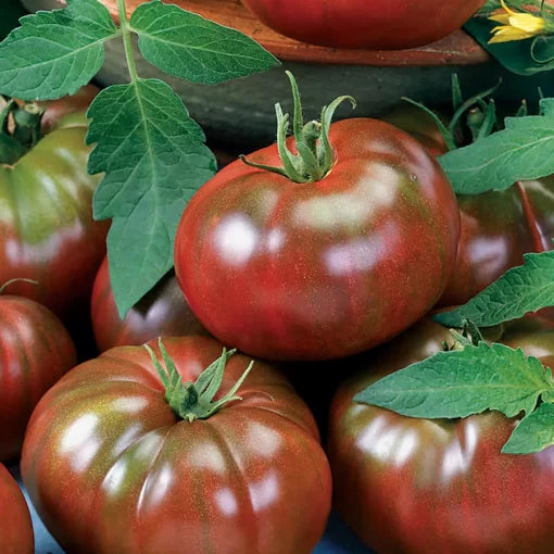 Black Tomato Seeds High Germination Garden Seeds heirloom non-gmo seeds