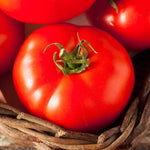 Fireworks Tomato Seeds High Germination Garden Seeds heirloom non-gmo seeds