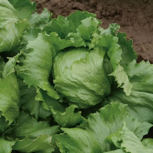 Dillon Iceberg Lettuce Seeds High Germination Garden Seeds heirloom non-gmo seeds