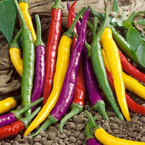 Cayenne Blend Pepper Seeds High Germination Garden Seeds heirloom non-gmo seeds