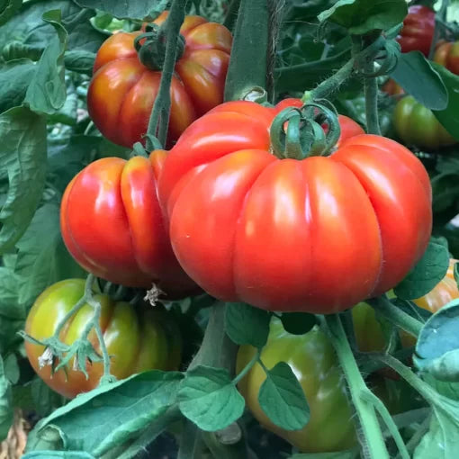 Marmande Hybrid Tomato Seeds High Germination Garden Seeds heirloom non-gmo seeds