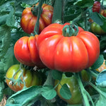 Marmande Hybrid Tomato Seeds High Germination Garden Seeds heirloom non-gmo seeds