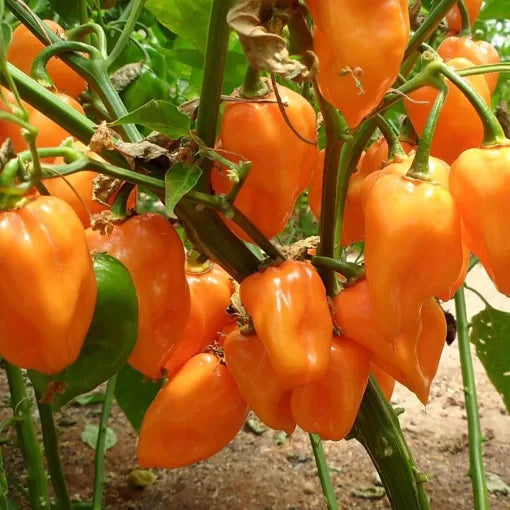 Magnum Habanero Pepper Seeds High Germination Garden Seeds heirloom non-gmo seeds