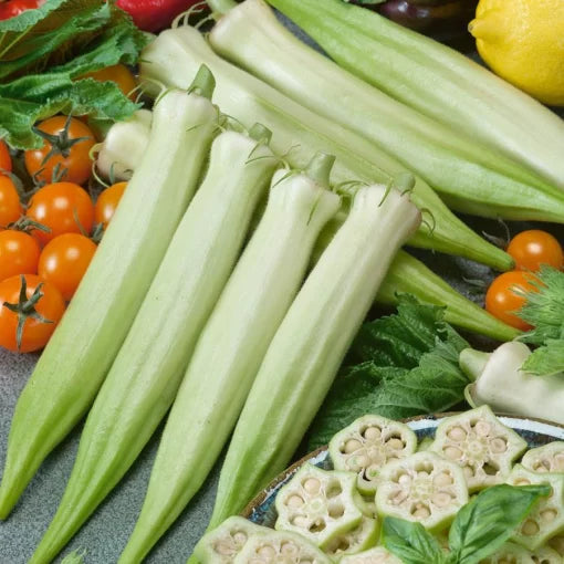 Blondy Okra Seeds Ivory Pods Mild-Tasting Tender Okra High Germination Garden Seeds heirloom non-gmo seeds