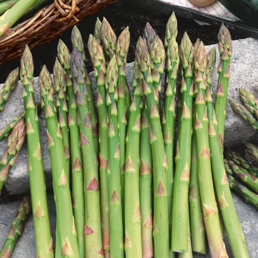 Mary Washington Asparagus Seeds High Germination Garden Seeds heirloom non-gmo seeds
