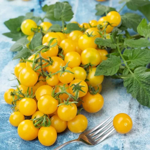 Lemon Drop Hybrid Cherry Tomato Seeds High Germination Garden Seeds heirloom non-gmo seeds