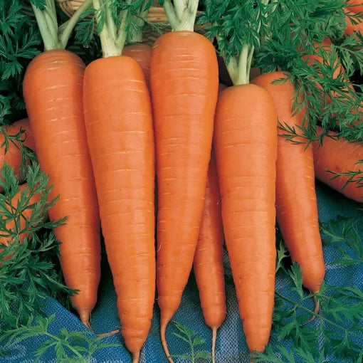 Danvers Half Long Carrot Seeds High Germination Garden Seeds heirloom non-gmo seeds
