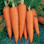 Danvers Half Long Carrot Seeds High Germination Garden Seeds heirloom non-gmo seeds