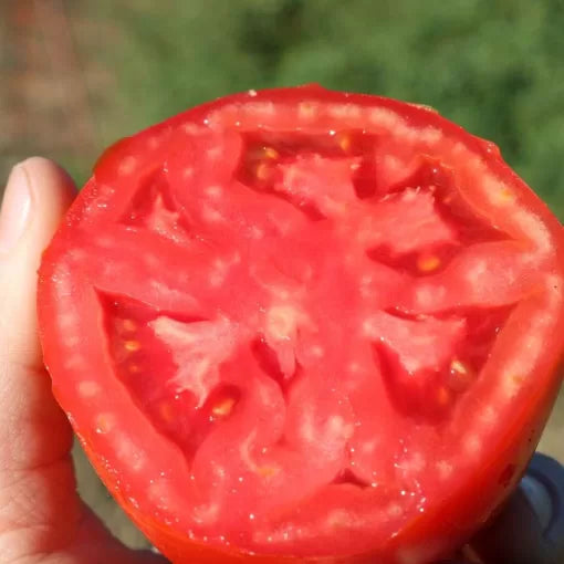 Big Beef Plus Tomato Seeds Large Meaty Red Slicing Tomatoes High Germination Garden Seeds heirloom non-gmo seeds