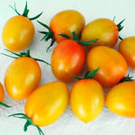 Sunset Torch Tomato Seeds High Germination Garden Seeds heirloom non-gmo seeds