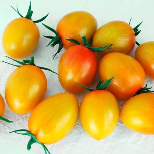Sunset Torch Tomato Seeds High Germination Garden Seeds heirloom non-gmo seeds