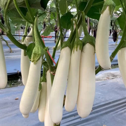 Icicle F1 Eggplant Seeds Slender Shiny White Eggplants High Germination Garden Seeds heirloom non-gmo seeds