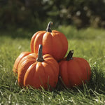 Goldilocks F1 Acorn Squash Seeds Deep-Gold Sweet Nutty Acorn Squash High Germination Garden Seeds heirloom non-gmo seeds