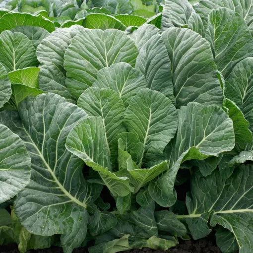 Top Chop Collard Seeds Tender Heat-Tolerant Southern Collards High Germination Garden Seeds heirloom non-gmo seeds
