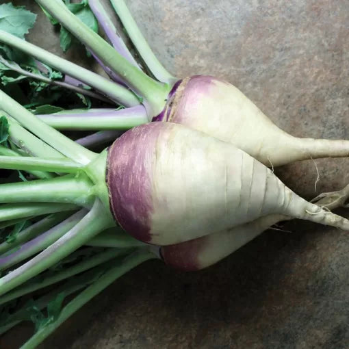 Laurentian Rutabaga Seeds Smooth Sweet Purple-Top Rutabagas High Germination Garden Seeds heirloom non-gmo seeds