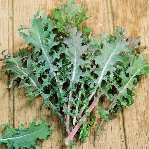 Red Russian Kale Seeds Soft Sweet Cold-Hardy Kale Leaves High Germination Garden Seeds heirloom non-gmo seeds