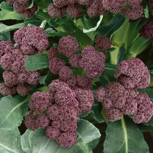 Purple Sprouting Broccoli Seeds Winter-Hardy Purple Floret Broccoli High Germination Garden Seeds heirloom non-gmo seeds