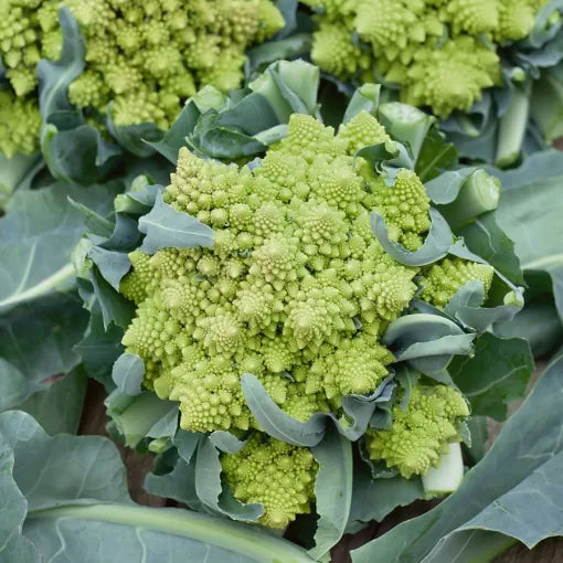 Romanesco Broccoli Seeds Spiral Lime-Green Nutty-Flavored Heads High Germination Garden Seeds heirloom non-gmo seeds