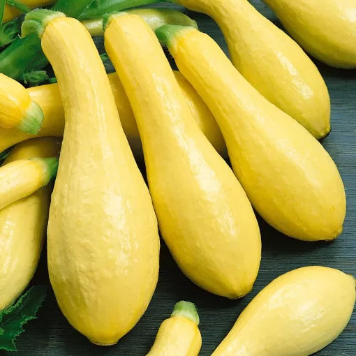 Early Prolific Straightneck Squash Seeds Yellow Summer Straightneck Squash High Germination Garden Seeds heirloom non-gmo seeds