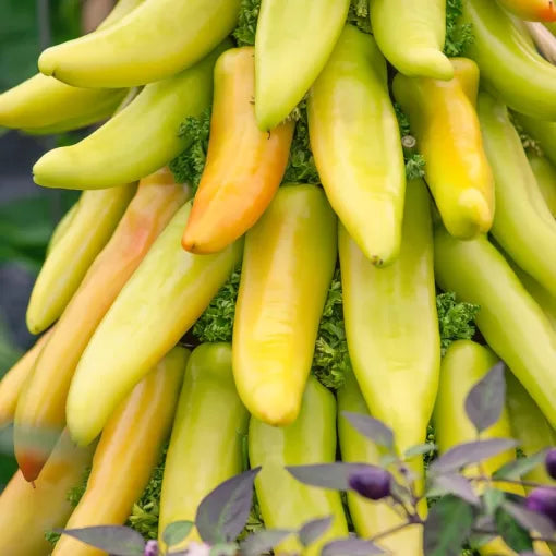 Mexican Sunrise F1 Hot Pepper Seeds Colorful Fruity Medium-Hot Peppers High Germination Garden Seeds heirloom non-gmo seeds