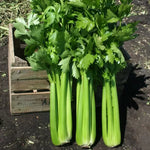 Hadrian F1 Celery Seeds Thick Crisp Mild Green Celery Stalks High Germination Garden Seeds heirloom non-gmo seeds