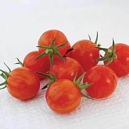 Sparky XSL F1 Tomato Seeds Durable High-Heat Vigorous Cherry Tomatoes High Germination Garden Seeds heirloom non-gmo seeds
